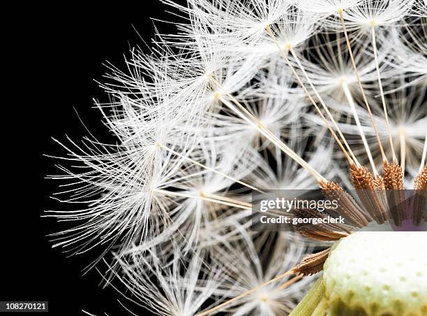 dandelion seed macro - close up on dandelion spores stock pictures, royalty-free photos & images