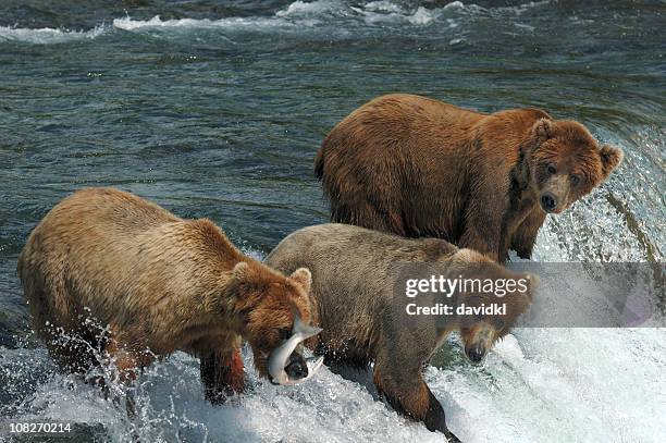 three bears kämpfen für einen auffälligen lachs auf den wasserfall - drei tiere stock-fotos und bilder