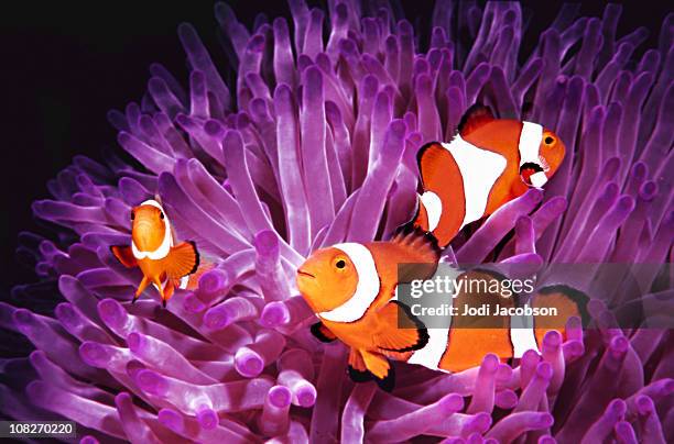 fish: topical saltwater, clownfish (amphiprion ocellaris) - anemonefish stock pictures, royalty-free photos & images