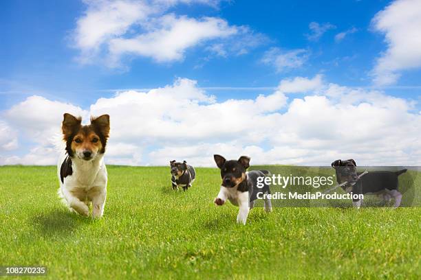 puppies running through green field against blue sky - vier dieren stockfoto's en -beelden