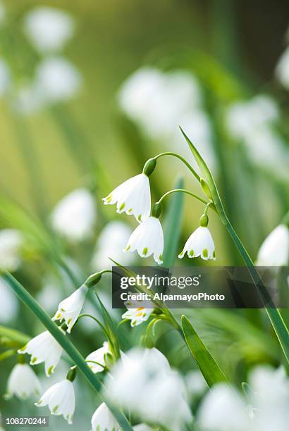 summer snowflake flowers - i - snowdrop bildbanksfoton och bilder