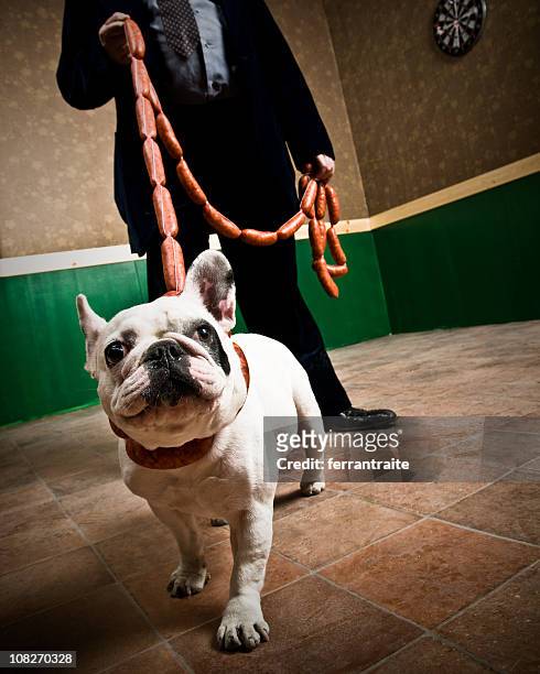 french bulldog - low section stock pictures, royalty-free photos & images