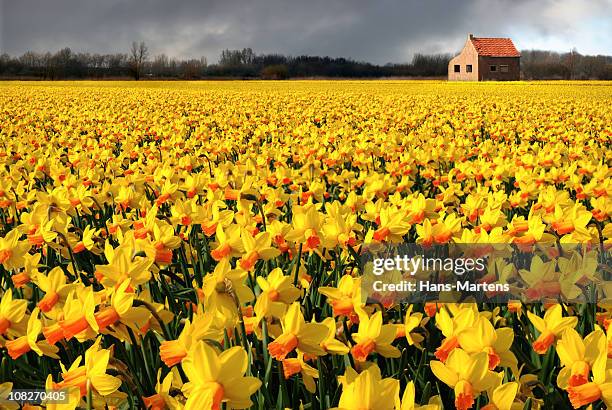 lonely house in flower field, just before the rain starts - daffodil field stock pictures, royalty-free photos & images