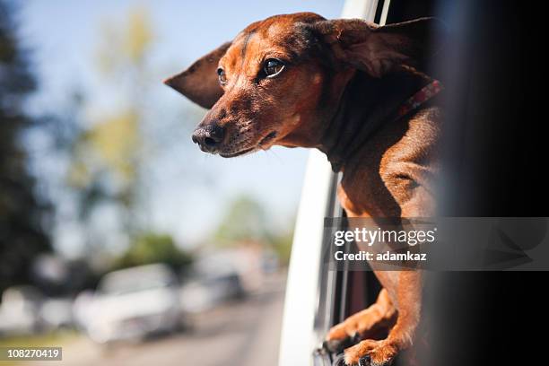 dachshund ride - dachshund stock pictures, royalty-free photos & images