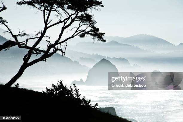 silhouette of trees on misty canon beach, oregon - high key stock pictures, royalty-free photos & images