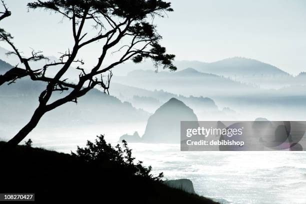 silhouette of trees on misty canon beach, oregon - oregon coast stock pictures, royalty-free photos & images