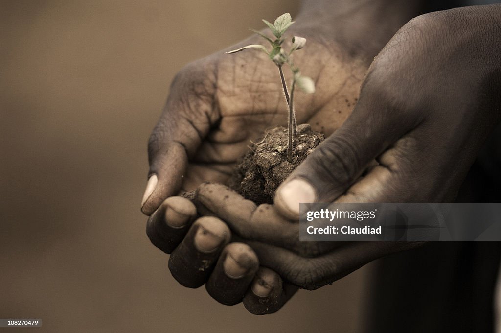 Person Holding Seedling of Plant