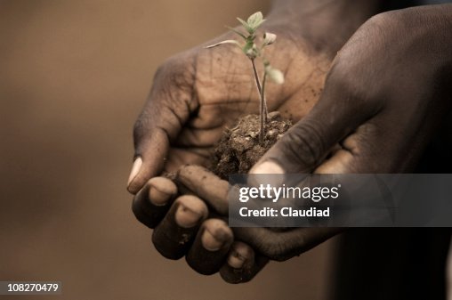Person Holding Seedling of Plant Person Holding Seedling of Plant