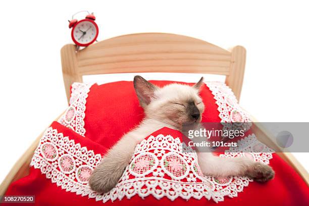 wake up - cats on the bed stock pictures, royalty-free photos & images