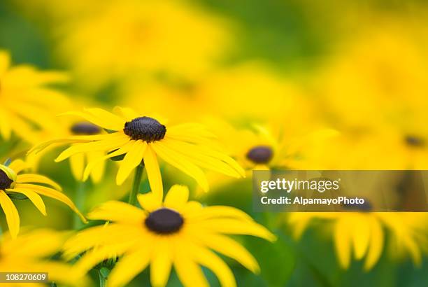 rudbeckia hirta (black-eyed susan) - ii - black eyed susan stock pictures, royalty-free photos & images