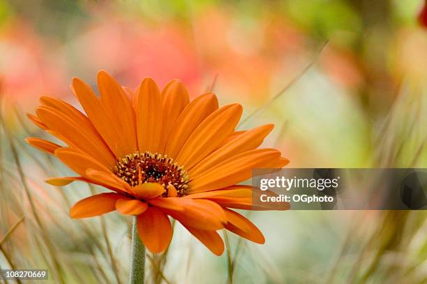 close up of an orange flower in a field - orange flower stock pictures, royalty-free photos & images