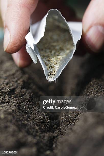 close-up of hand sowing seeds from packet into compost - sachet stock pictures, royalty-free photos & images