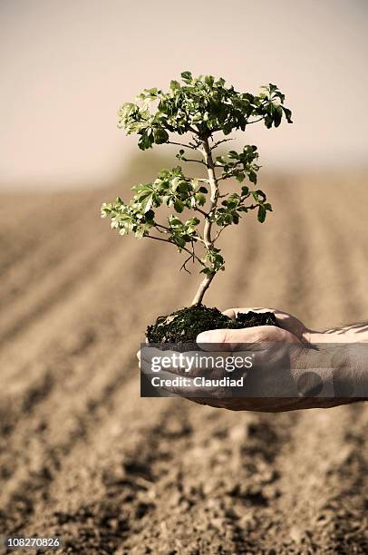 person's hands holding small tree to be planted - small tree stock pictures, royalty-free photos & images