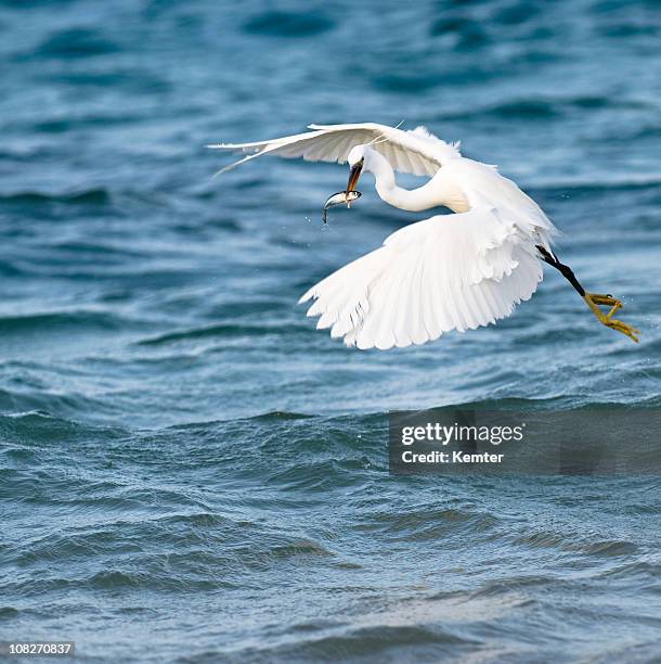 flying little egret (egretta garzetta) with fish - little egret (egretta garzetta) stock pictures, royalty-free photos & images