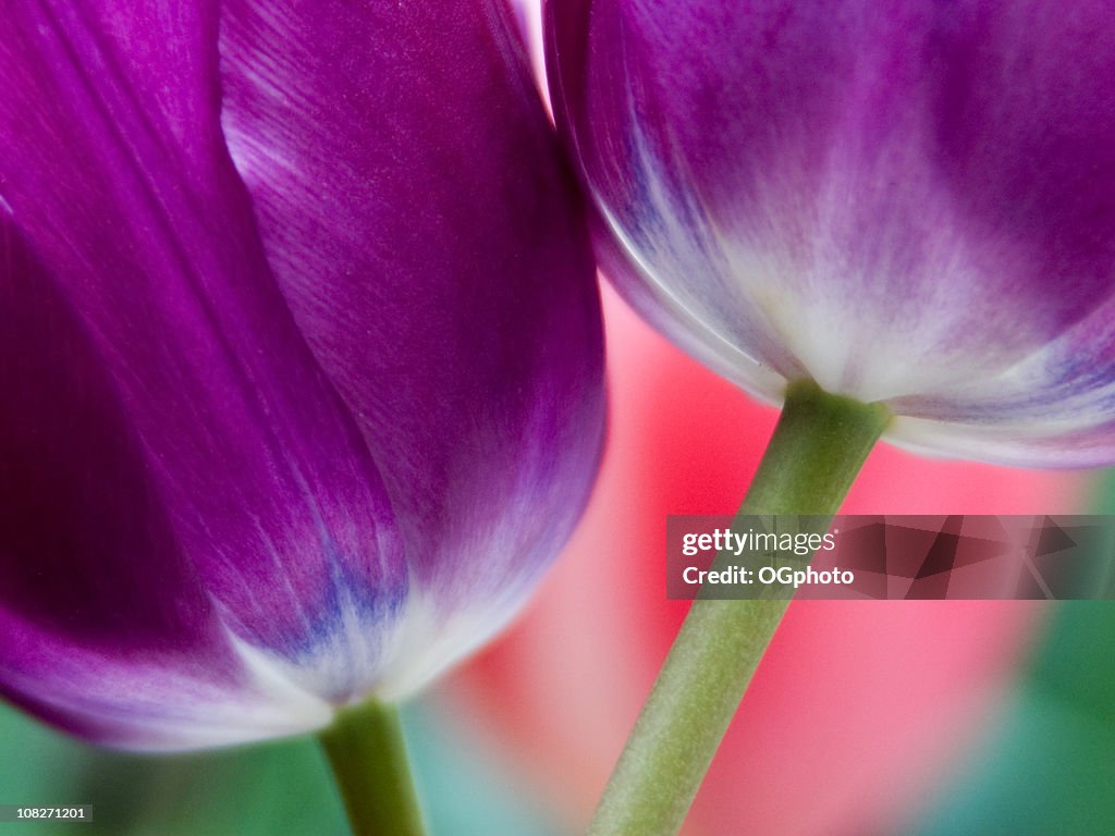 Pair of puple tulips