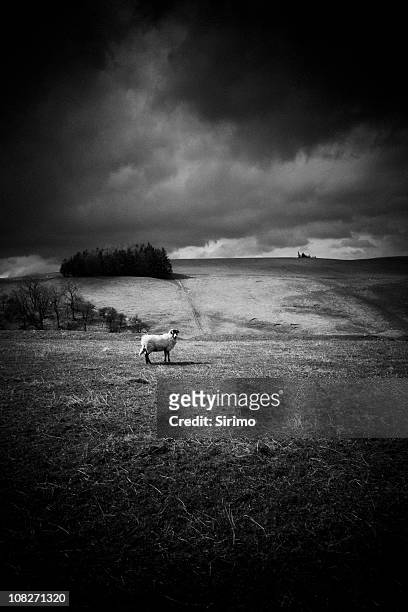 lone pecora - lonely sheep foto e immagini stock