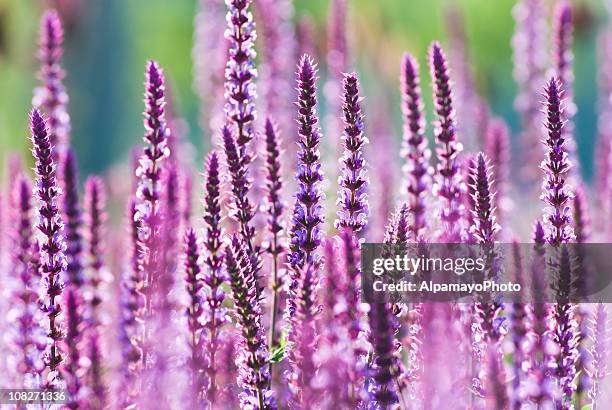 perennial sage (salvia nemarosa), 'amethyst' - x - sage stock pictures, royalty-free photos & images