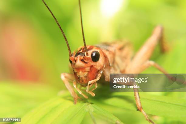 close up of a cricket on a green leaf - syrsa insekt bildbanksfoton och bilder