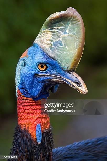 cassowary (casuarius) - cassowary stock pictures, royalty-free photos & images