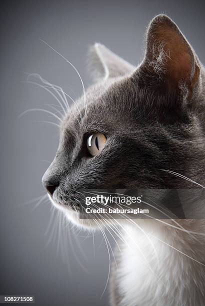 kleine graue katze - feline stock-fotos und bilder