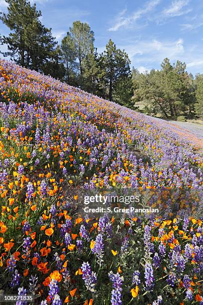 開花野生の花の牧草地 - サンタイネス ストックフォトと画像