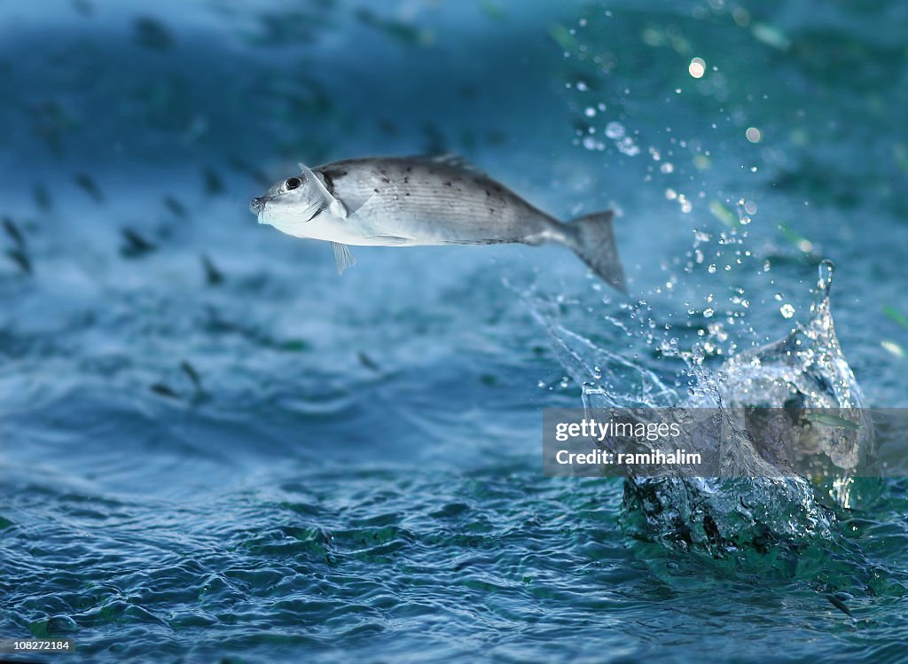 Fische springen aus dem Wasser