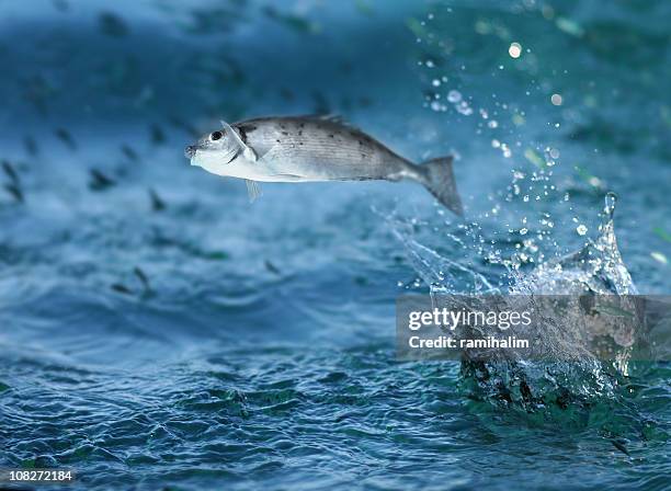 pescado saltar fuera del agua - animal win fotografías e imágenes de stock