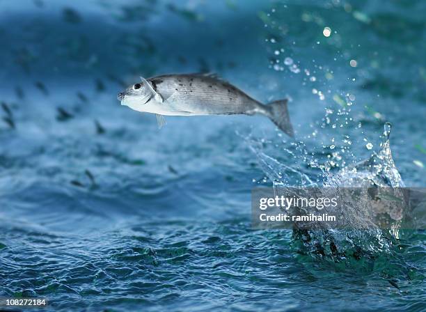 small fish jumping out of water - break out stock pictures, royalty-free photos & images