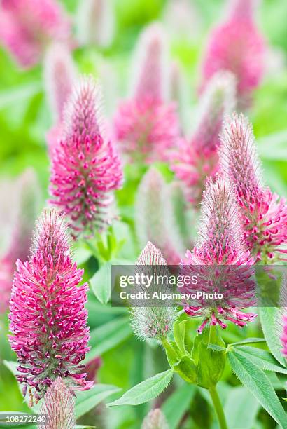ornamental clover (trifolium rubens) - iv - clover sprouts stock pictures, royalty-free photos & images
