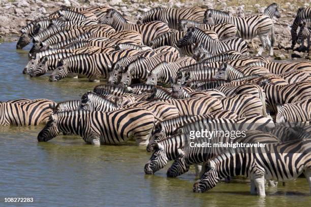 plains zebra drink at watering hole, etosha np - zebra herd stock pictures, royalty-free photos & images