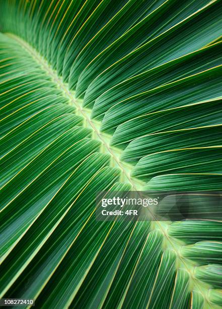 sfondo di foglia di palma (xxxl - foglia di palma foto e immagini stock