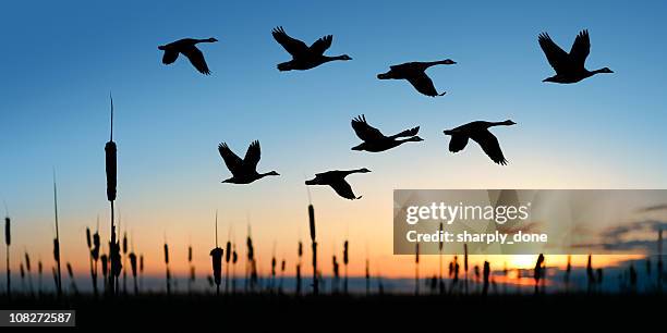 xl migração gansos do canadá - birds flying - fotografias e filmes do acervo