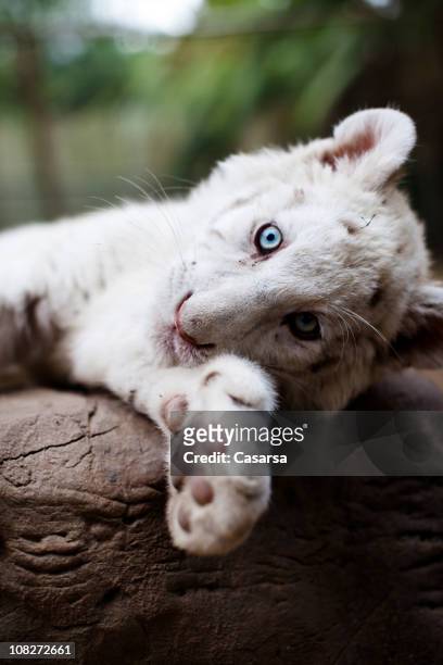 portrait of young white bengal tiger - albino animals stock pictures, royalty-free photos & images