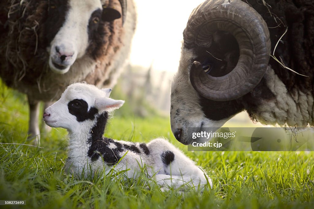 Jacob Sheep Ram Inspecting His Lamb