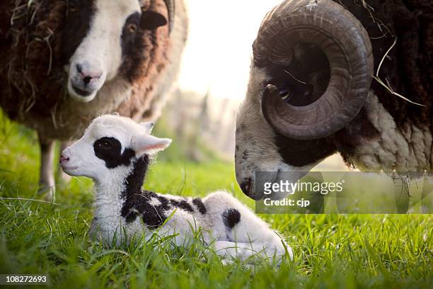 jacob sheep ram inspecting his lamb - ewe stock pictures, royalty-free photos & images