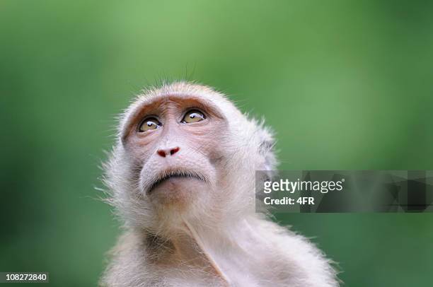 wildlife monkey portrait - khao sak national park - macaque stock pictures, royalty-free photos & images