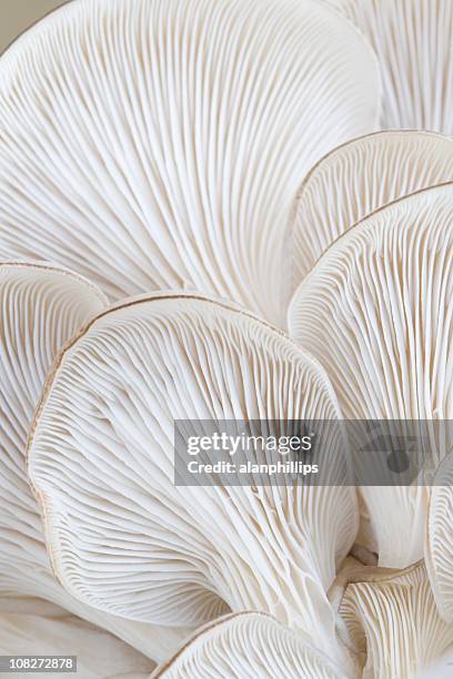 macro of oyster mushroom gills (pleurotus) - champignon stockfoto's en -beelden