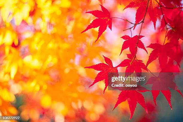 rojo y amarillo hojas otoñales - arce rojo fotografías e imágenes de stock