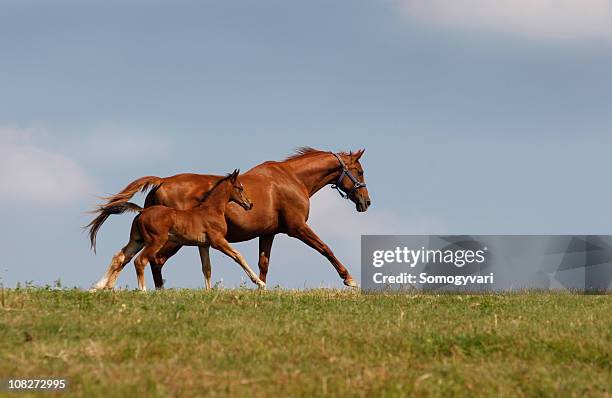 24 090点の雌馬のストックフォト Getty Images 24 090点の雌馬のストックフォト Getty Images