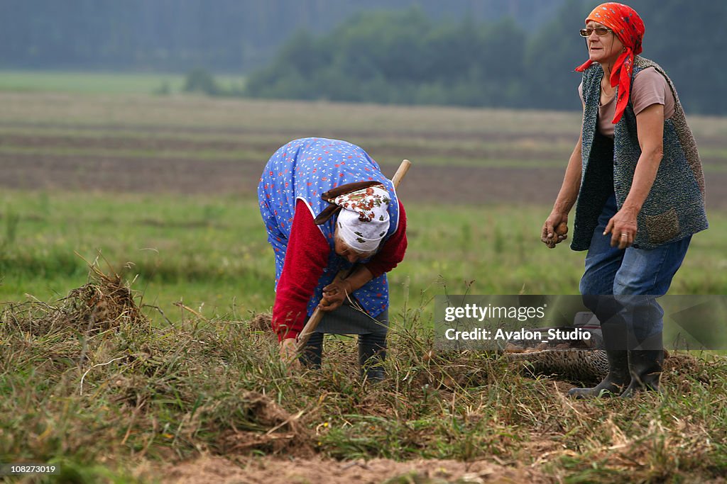 Potatoes harvest in the country