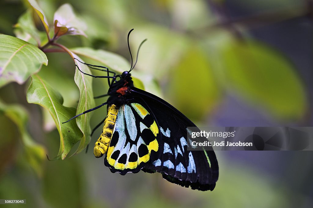 Hermosa mariposa de alas gigantes (Ornithoptera priamus