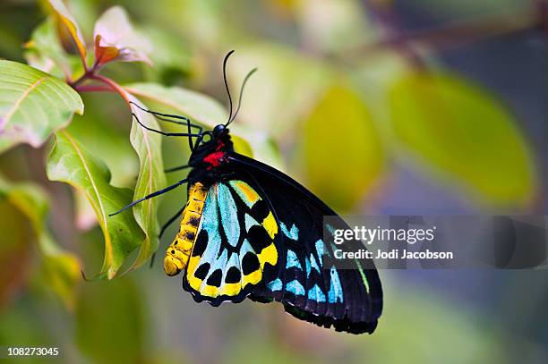 colorato ornithoptera (ornithoptera priamus - farfalle foto e immagini stock