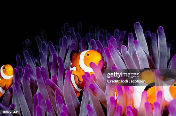 clownfish (amphiprion ocellaris) - anemonefish stockfoto's en -beelden