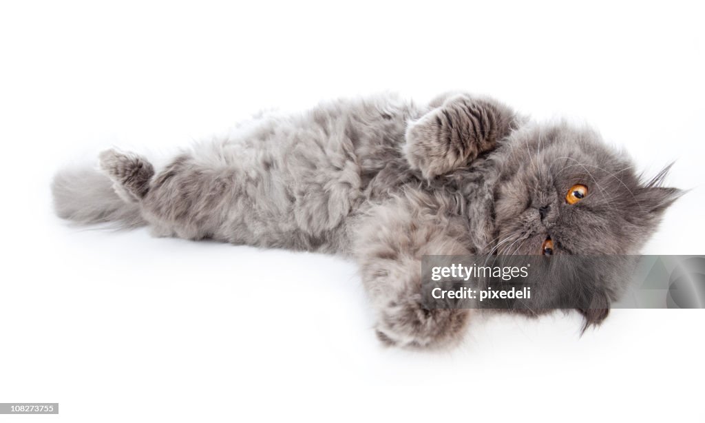 Persian Cat with Orange Eyes Laying Out, Isolated on White