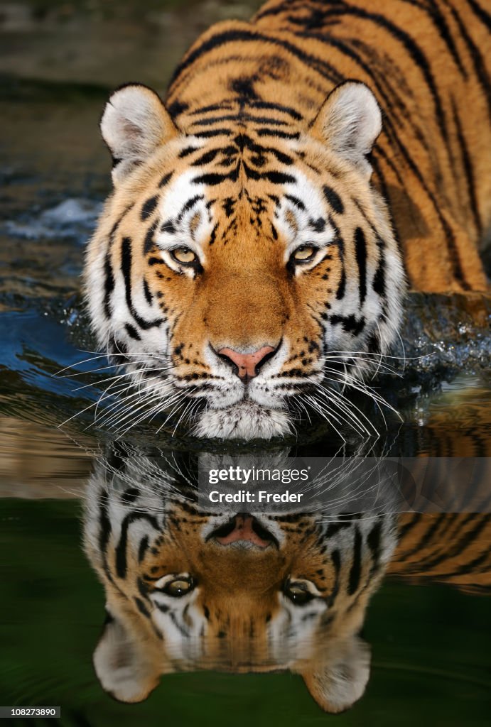 A striped tiger entering water