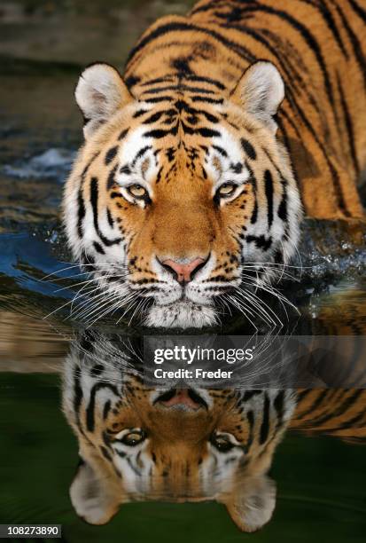 a striped tiger entering water - cat drinking water stock pictures, royalty-free photos & images