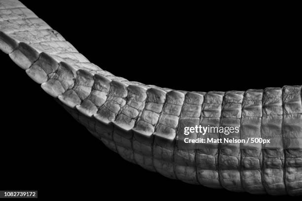 albino - armadillo lizard stock pictures, royalty-free photos & images