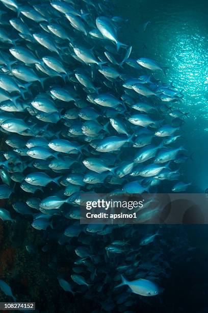 wall of fish - pomatomus saltatrix stock pictures, royalty-free photos & images