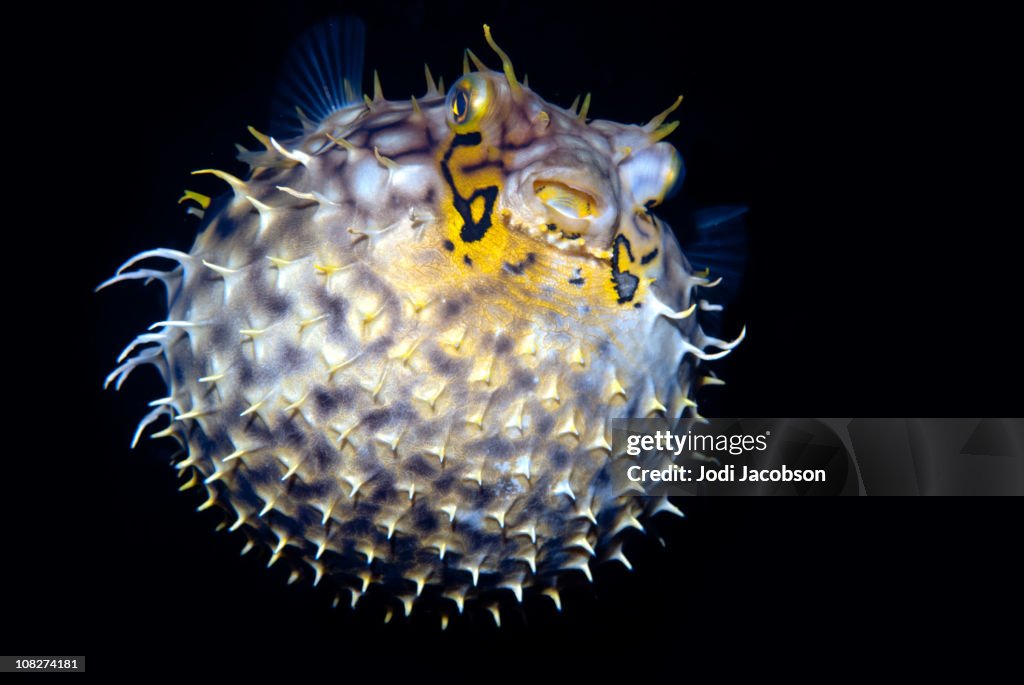 Tropical salt water fish Striped burrfish (Chilomycterus schoepfi)