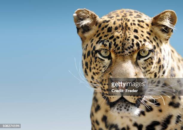 leopard gegen blauen himmel - leopard stock-fotos und bilder